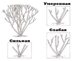 Metszés rózsa dekoratív - rózsák és a rododendron növekvő és gondozás