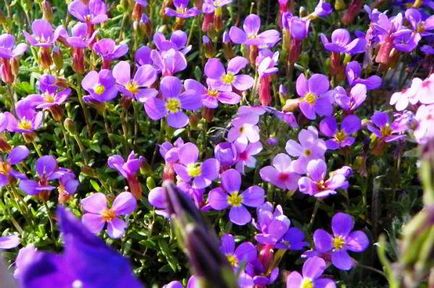 Aubrieta ültetés és ápolási Photo kert, hogy mikor kell a magjait (ellátás) Aubrieta ültetés és ápolási Photo kert, hogy mikor kell vetni magokat