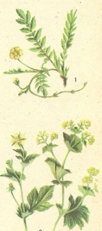 Semnele comune ale familiei Rosaceae