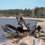 Ob Sea (Novosibirsk Reservoir) fotografie, descriere