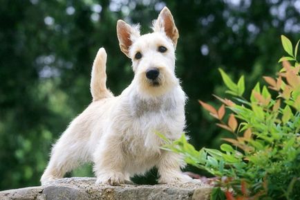 Áttekintés a kutyafajták Scotch terrier (skót terrier) szabvány, fényképek és vélemények