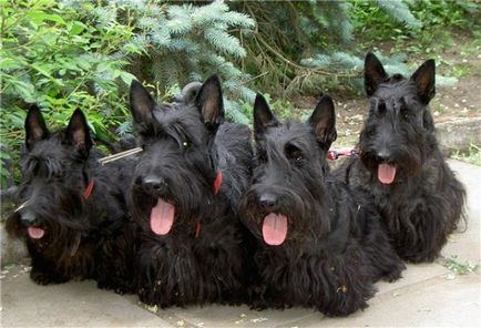 Prezentare generală a rasei de câini Scotter Terrier (Scottish Terrier) standard, fotografii și recenzii