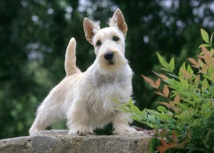 Огляд породи собак скотч тер'єр (шотландський тер'єр) стандарт, фото і відгуки