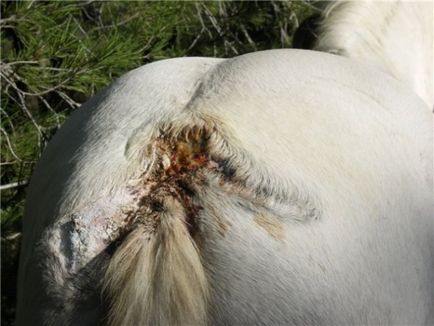 Огляд найпоширеніших хвороб коней і лошат симптоми і лікування