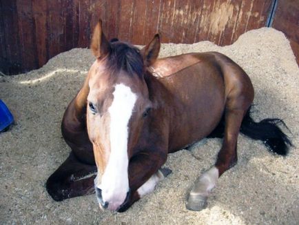 Privire de ansamblu asupra celor mai frecvente boli ale cailor si a simptomelor si a mancarii