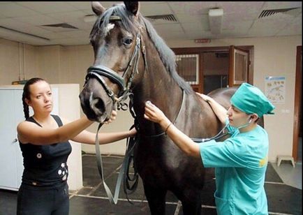 Огляд найпоширеніших хвороб коней і лошат симптоми і лікування
