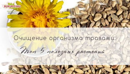 Очищення організму травами топ 5 корисних рослин