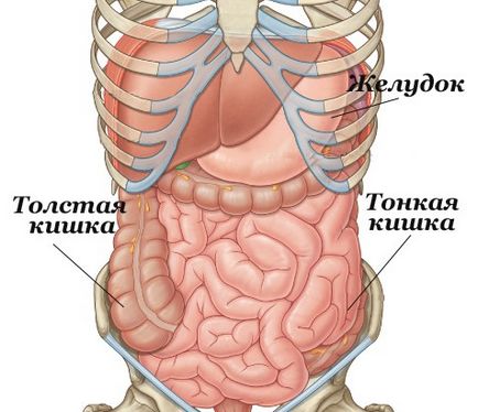 Curățarea intestinului mare și mic