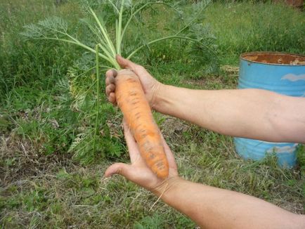 Grădină sub o pungă de cartofi plantate, 25 colectate!