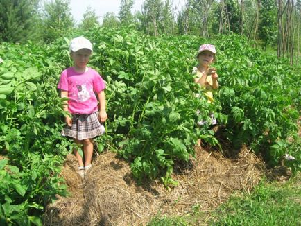 Grădină sub o pungă de cartofi plantate, 25 colectate!