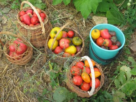 Grădină sub o pungă de cartofi plantate, 25 colectate!