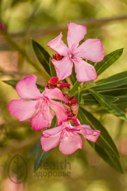 Oleander plante medicinale, aplicare, recenzii, proprietăți utile, contraindicații, formulă