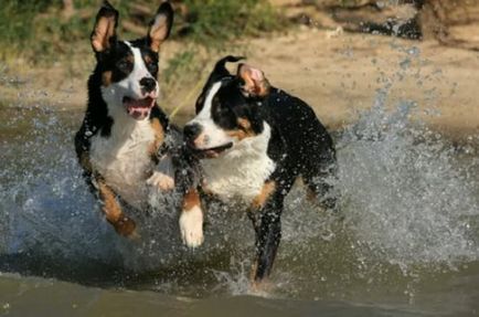 Descrierea rasei de câini appenzeller sennenhund cu recenzii de proprietar și fotografii