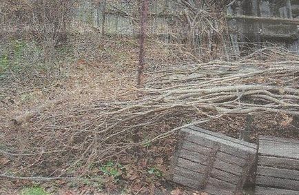 Досвід вирощування ліщини і фундука на Уралі - сади сибіру