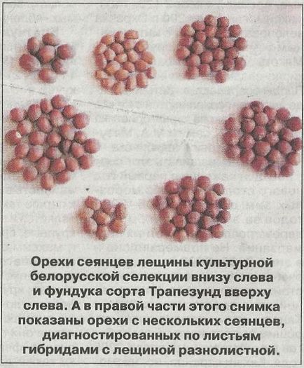 A tapasztalat növekvő mogyoró mogyorós az Urál - Szibéria kertek (shalamov) A tapasztalat növekvő mogyoró mogyorós az Urál - Szibéria kertek