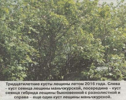 A tapasztalat növekvő mogyoró mogyorós az Urál - Szibéria gyümölcsösök (mogyoró) A tapasztalat növekvő mogyoró mogyorós az Urál - Szibéria kertek