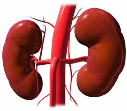 vese ptosis (nephroptosis)