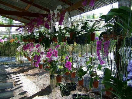 Ferma orhidee în Thailanda, vacanță fericită