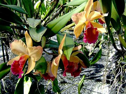 Ferma orhidee în Thailanda, vacanță fericită