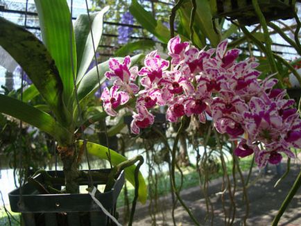 Orhideele din Thailanda