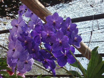 Orhideele din Thailanda