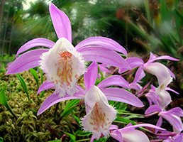 Орхідея Плейони вирощування і догляд