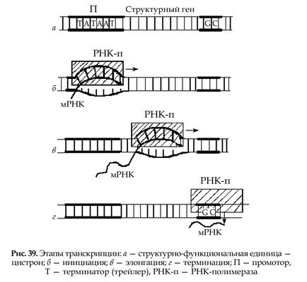 Основи молекулярної біології