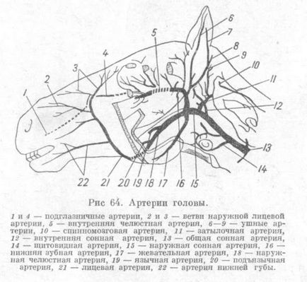 Основні судини