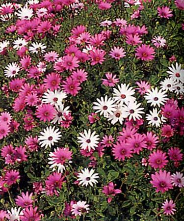 Osteospermum - termesztése és ápolás