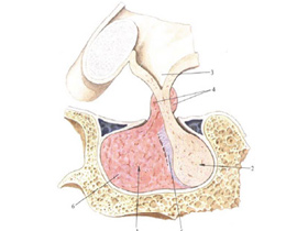 Osteochondrodisplazia - diagnostic și tratament