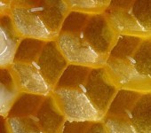 Ce determină epilarea albinelor și detuningul fagurilor de miere, practicarea apiculturii practice