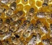 Ce determină epilarea albinelor și detuningul fagurilor de miere, practicarea apiculturii practice