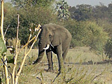 Vânătoare pentru un elefant pe unul dintre cele mai bune zone de vânătoare din Zambia!