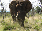 Vânătoare pentru un elefant pe unul dintre cele mai bune zone de vânătoare din Zambia!
