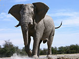 Полювання на слона на одній з кращих мисливських територій Замбії!