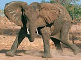 Vânătoare pentru un elefant pe unul dintre cele mai bune zone de vânătoare din Zambia!