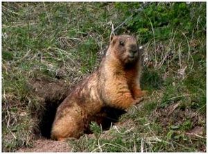 Vânătoare pentru principalele tipuri de marmot - supraviețuire în sălbăticie și situații extreme