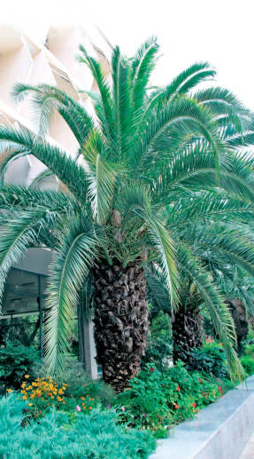 Palmele sunt principii lumii plantelor