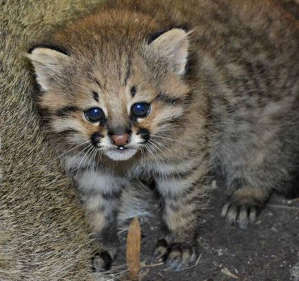 Пампасская трав'яна кішка (leopardus colocolo) або дзвін