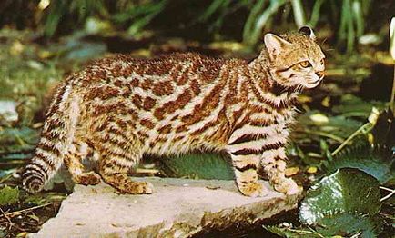 Пампасская трав'яна кішка (leopardus colocolo) або дзвін