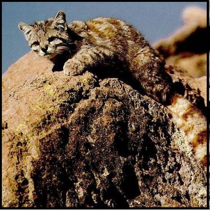 Пампасская трав'яна кішка (leopardus colocolo) або дзвін