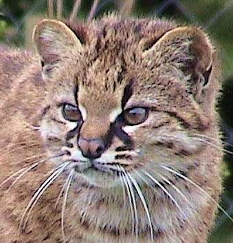 Pampasskaya gyógynövény cat (Leopardus Colo-Colo), vagy csengő