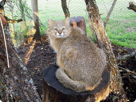 Pampas Pampas (leopardus colocolo) sau clopot