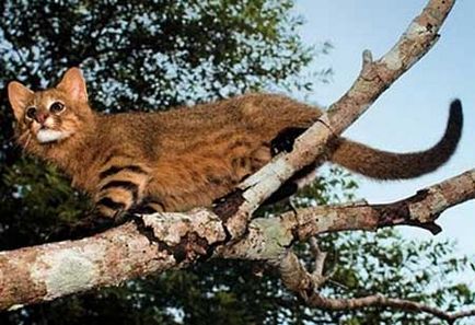 Pampasskaya gyógynövény cat (Leopardus Colo-Colo), vagy csengő