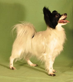 Papillon sau continental că Spaniel - grădiniță cântând vântul Papillons, toes rus,