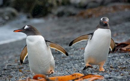 Pinguin pinguin, detalii despre pasăre 1