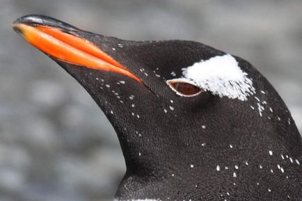 Gentoo pingvin, madár részlet 1