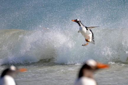 Gentoo pingvin, madár részlet 1