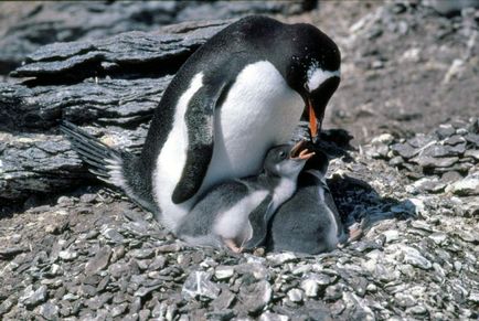 Pinguin pinguin, detalii despre pasăre 1