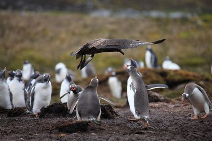 Pinguin pinguin, detalii despre pasăre 1